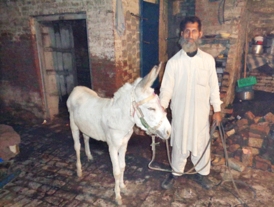 Fruit Cart Expansion 