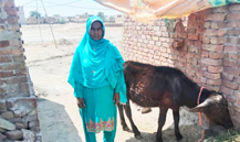 Shama Bibi