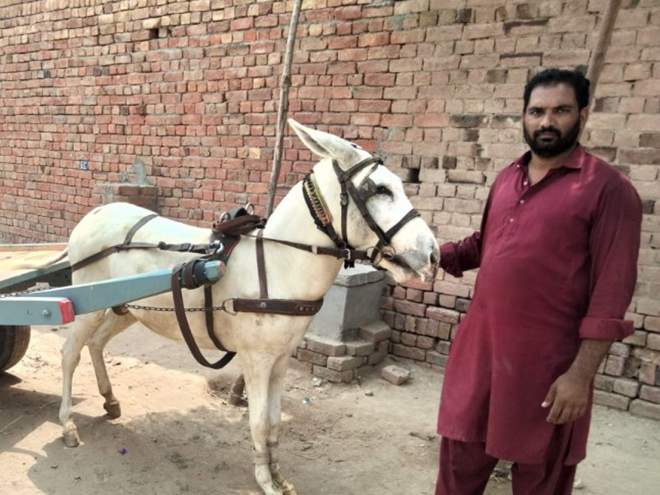 Donkey Cart