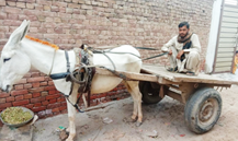 Mazhar iqbal