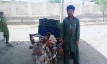 Adnan ali