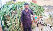 Abid Hussain