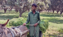 Muhammad zeeshan