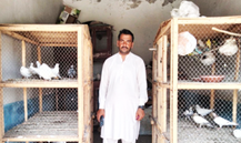 Animal Feed 