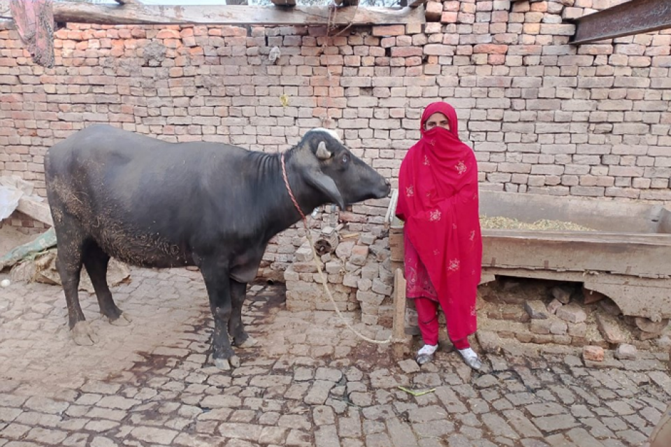 Saima bibi - Business established