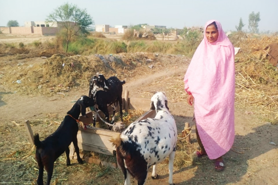 Rehana - Business established
