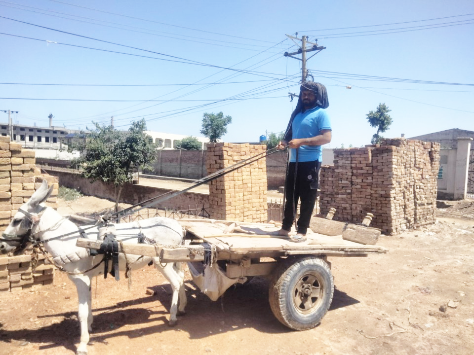 Donkey Cart